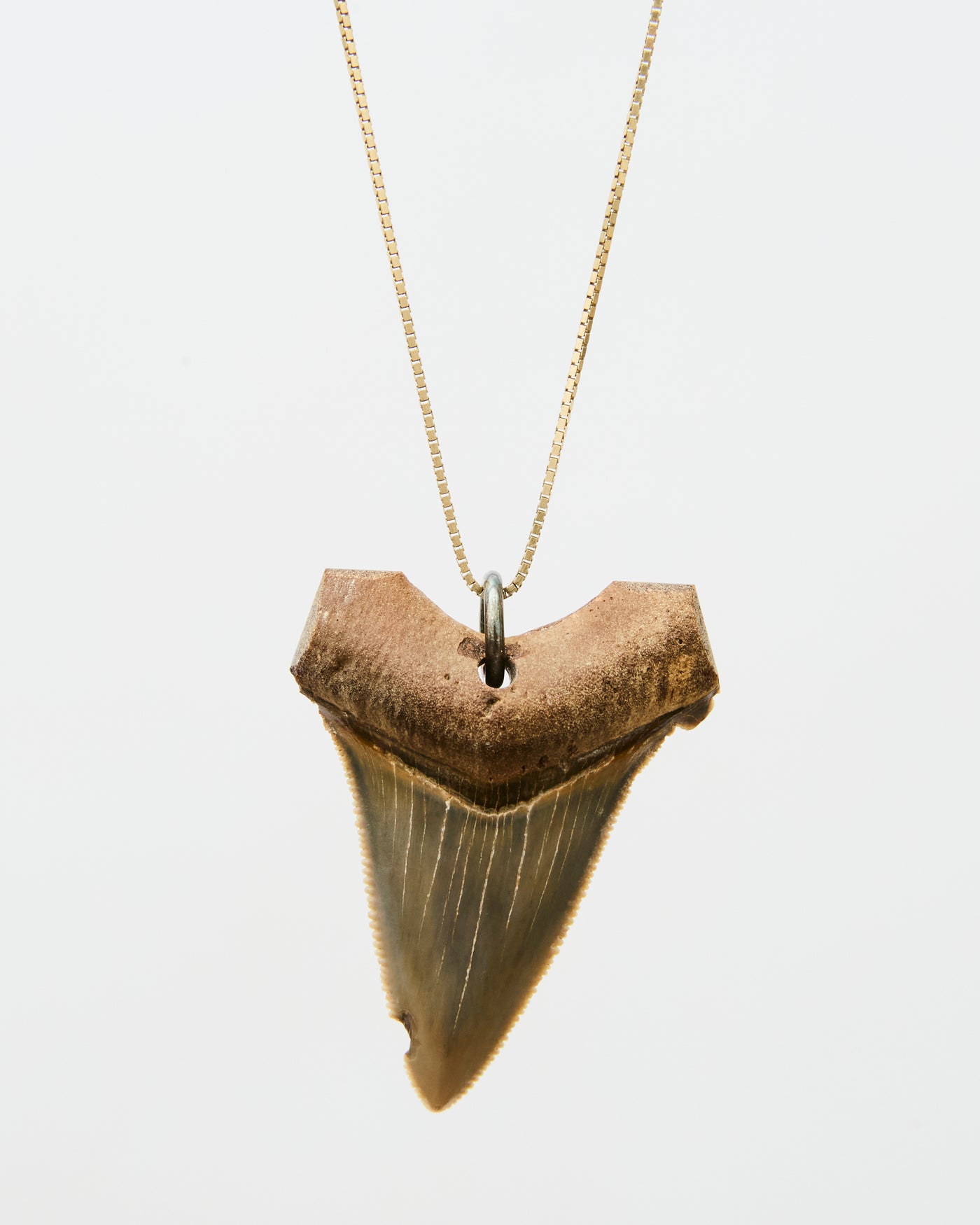 Megalodon Shark Tooth Pendant